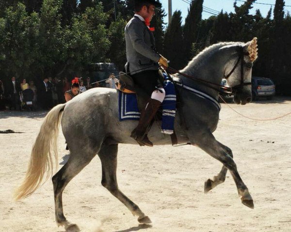 Pferd Gavilan (Pura Raza Espanola (PRE), 2010)