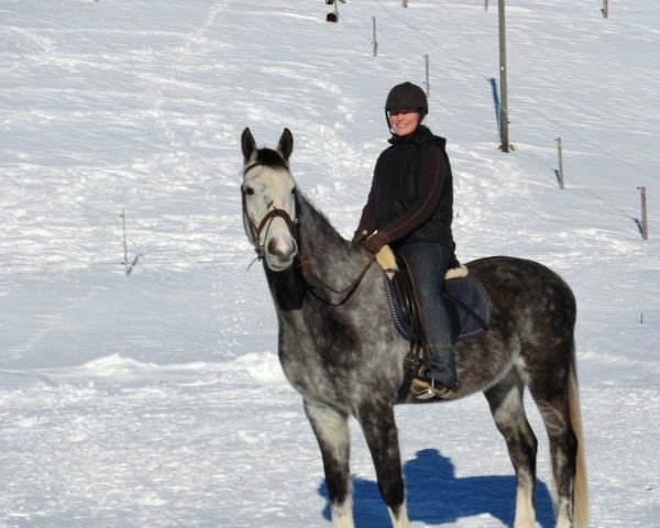 dressage horse Domenicus (Württemberger, 2009, from Birkhofs Denario)