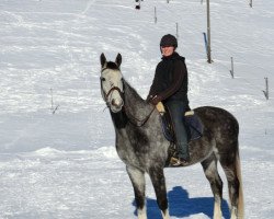 Dressurpferd Domenicus (Württemberger, 2009, von Birkhofs Denario)