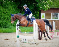 jumper Frodo 136 (Trakehner, 2005, from Febo)