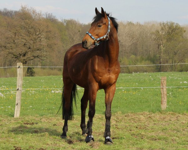 Springpferd Panama Jack Go (Trakehner, 2001, von Wörthersee xx)