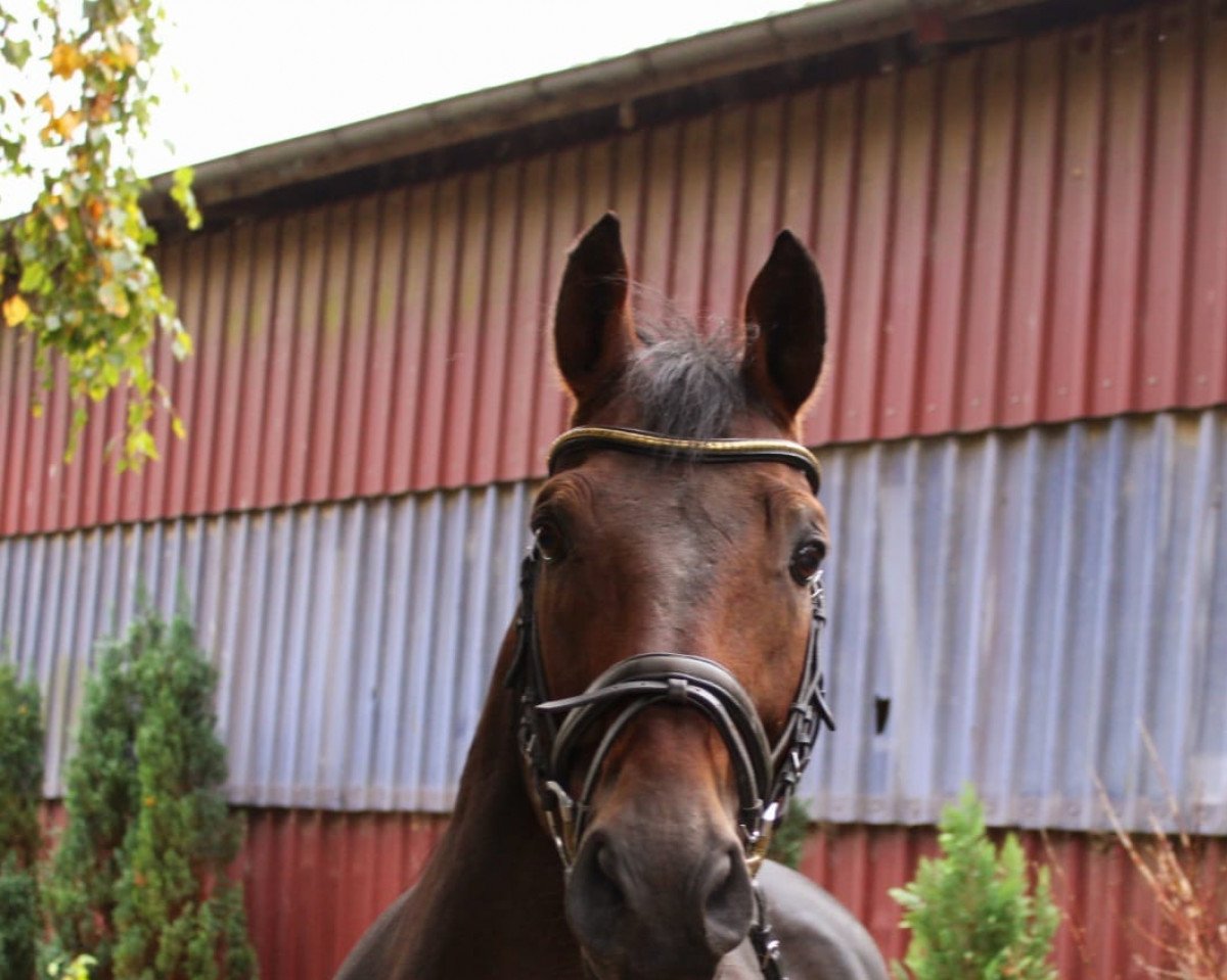 stallion Skyliner 5 (Hanoverian, 2005, from Satisfaction FRH)