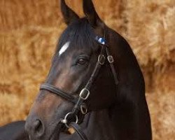 stallion Eastern Anthem xx (Thoroughbred, 2004, from Singspiel xx)