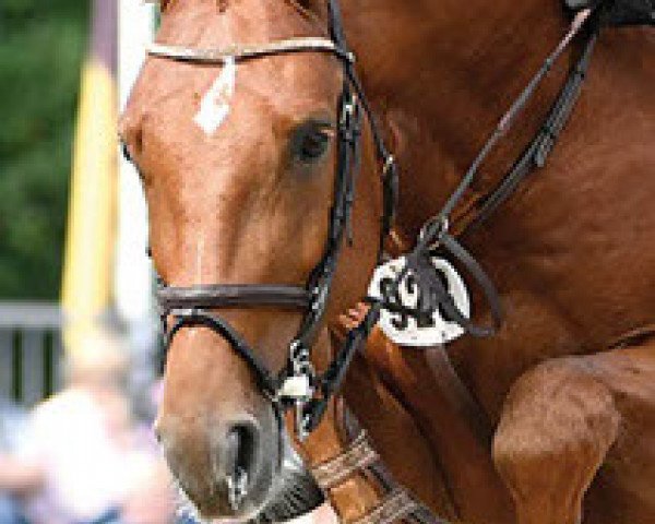 stallion Hylanderhof's Georgij (Hanoverian, 2012, from Goldfever)