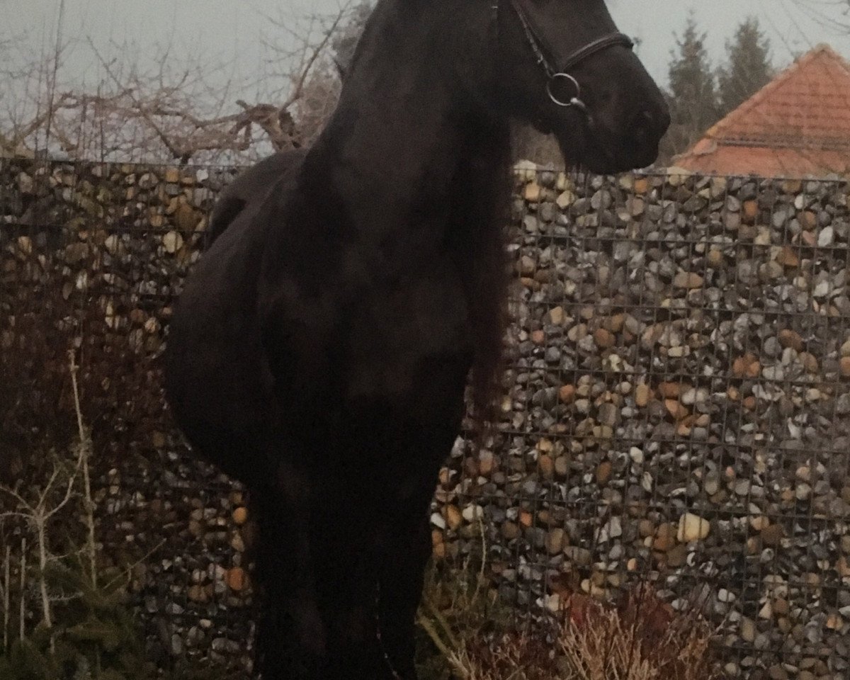 Pferd Koop (Friese, 2011, von Uldrik 457)