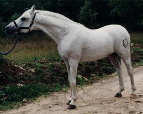 Deckhengst Bassora ox (Vollblutaraber, 1967, von Maquillo ox)