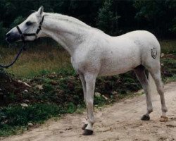 stallion Bassora ox (Arabian thoroughbred, 1967, from Maquillo ox)