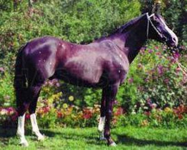 stallion Carneol x (Anglo-Arabs, 1977, from Sapphire Crown ox)