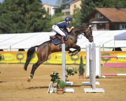 Springpferd Cassius Clay (Norwegisches Warmblut, 2007, von Carry Gold)