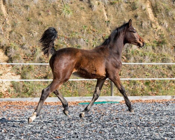 Springpferd VET Stables Chakarroo (Österreichisches Warmblut, 2017, von Catoki)