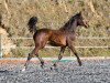 jumper VET Stables Chakarroo (Austrian Warmblood, 2017, from Catoki)