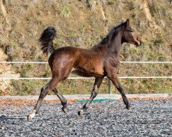 jumper VET Stables Chakarroo (Austrian Warmblood, 2017, from Catoki)