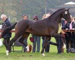 dressage horse Fassianos (Hanoverian, 2015, from For Romance I)