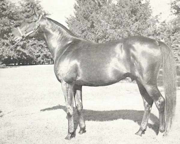 stallion Faultless xx (Thoroughbred, 1944, from Bull Lea xx)