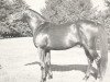 stallion Faultless xx (Thoroughbred, 1944, from Bull Lea xx)