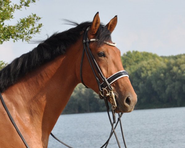 dressage horse Caitano Classic R (Oldenburg, 2011, from Cordial Medoc)