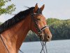 dressage horse Caitano Classic R (Oldenburg, 2011, from Cordial Medoc)