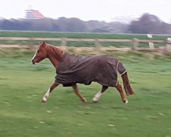 stallion Dumbledore's Magpie (German Riding Pony, 1998, from Dornik B)