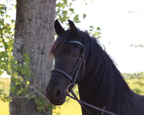 Pferd Qaiser af Brodsgaard (Friese, 2005, von Tsjitse 387)