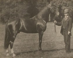 stallion Atherton (DE) (German trotters, 1886, from Arthurton 365 (US))