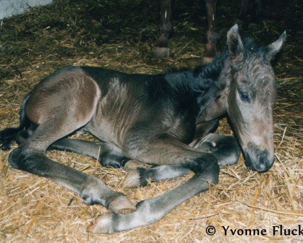Pferd Bluerell (Westfale, 2003, von Boredo)