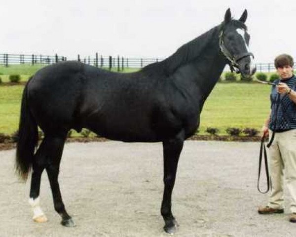 stallion Saint Ballado xx (Thoroughbred, 1989, from Halo xx)