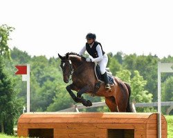 jumper Feiner Junge 9 (German Sport Horse, 2011, from Fiepes Winged xx)