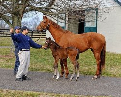 horse Tizavision xx (Thoroughbred, 2012, from Tiznow xx)