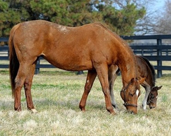 broodmare Easter Bunnette xx (Thoroughbred, 1998, from Carson City xx)