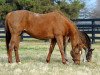 broodmare Easter Bunnette xx (Thoroughbred, 1998, from Carson City xx)