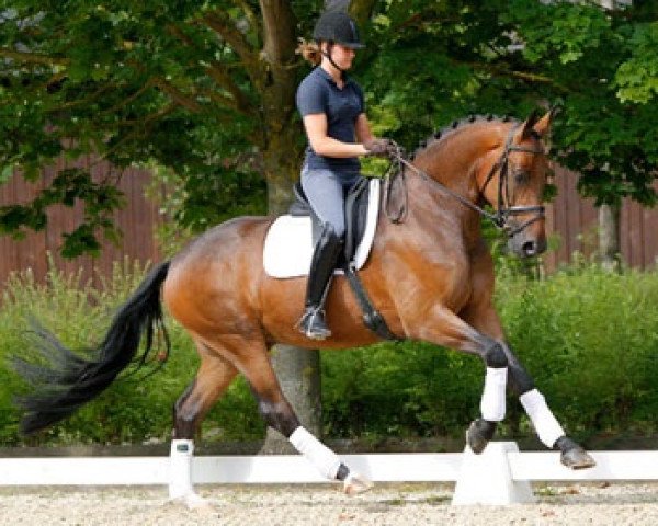 dressage horse Barnetta FH (Oldenburg, 2006, from Breitling W)