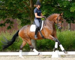 Dressurpferd Barnetta FH (Dänisches Warmblut, 2006, von Breitling W)