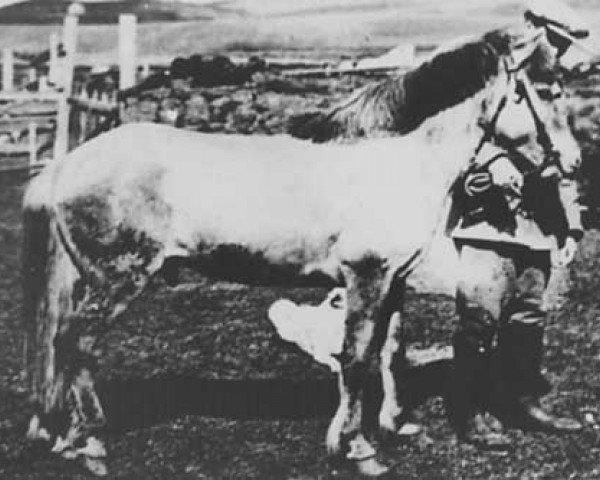 stallion Bleikur frá Búrfelli (Iceland Horse, 1936, from Rauður frá Króksstöðum)