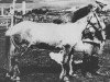 stallion Bleikur frá Búrfelli (Iceland Horse, 1936, from Rauður frá Króksstöðum)