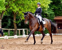 dressage horse Celentano 40 (Oldenburg, 2005, from Cordial Medoc)