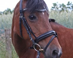 broodmare Nobless (German Riding Pony, 1992, from Nobel)