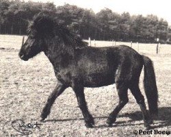 stallion Örn von Edda Huzid (Iceland Horse, 1963, from Jarpur)