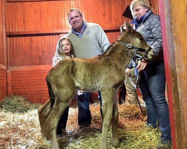 horse Hengst von California Chrome xx (Thoroughbred, 2018, from California Chrome xx)