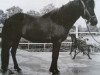 broodmare Duna von Hof Abelbeck (Iceland Horse, 1985, from Hrimfaxi frá Öxl)