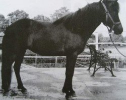 Zuchtstute Duna von Hof Abelbeck (Islandpferd, 1985, von Hrimfaxi frá Öxl)