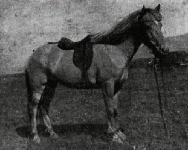 broodmare Drottning frá Gufunesi (Iceland Horse, 1930, from Nasi frá Skarði)