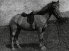 broodmare Drottning frá Gufunesi (Iceland Horse, 1930, from Nasi frá Skarði)