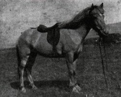 broodmare Drottning frá Gufunesi (Iceland Horse, 1930, from Nasi frá Skarði)