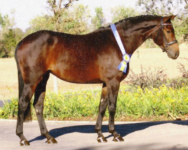 broodmare Eleganza (Hanoverian, 2004, from Embassy I)