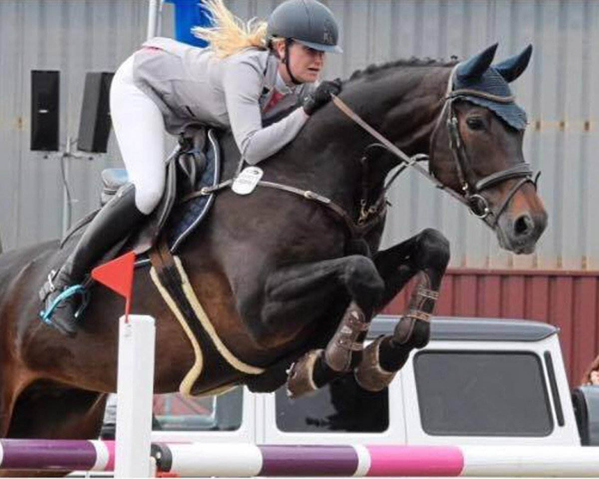 jumper Stacord (Hanoverian, 2005, from Stakkato)