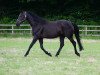 broodmare Eva Peron (Hanoverian, 2004, from Escudo I)