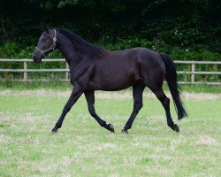 broodmare Eva Peron (Hanoverian, 2004, from Escudo I)