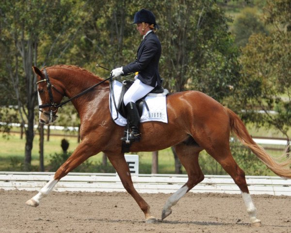 horse Heatherton Park Romeo (Australian Wamblood, 2005, from Routinier)