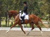 Pferd Heatherton Park Romeo (Australisches Warmblut, 2005, von Routinier)