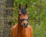 dressage horse Nivist (Dutch Pony, 2005)